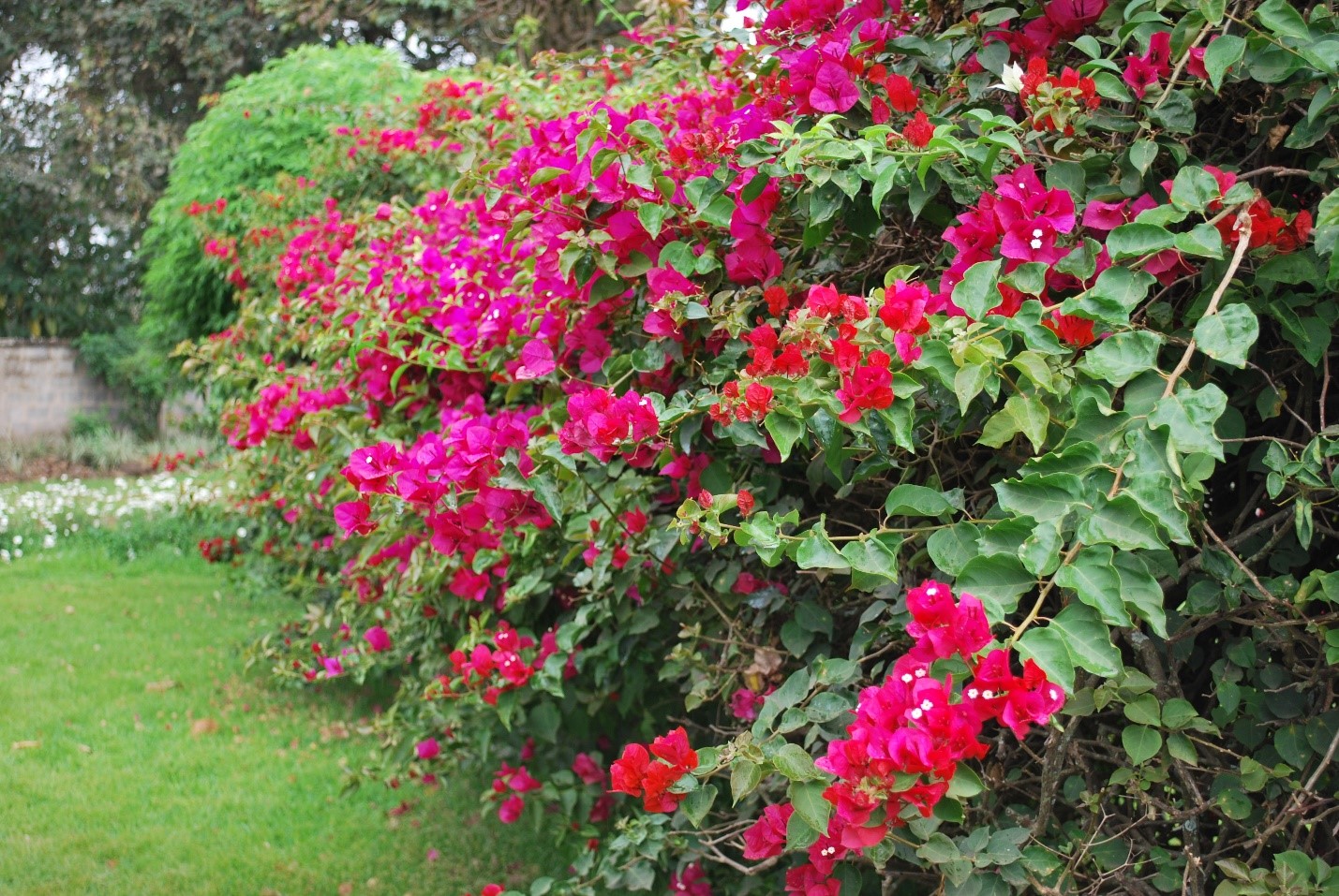 Bougainvillea